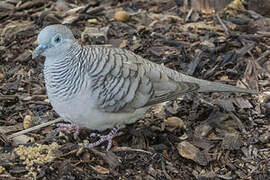 Peaceful Dove