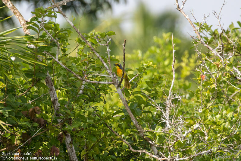 Orange-breasted Bushshrikeadult breeding, song