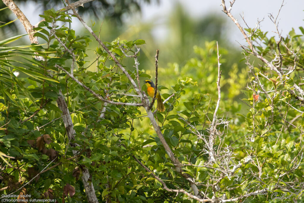 Orange-breasted Bushshrikeadult breeding, song