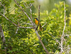 Orange-breasted Bushshrike