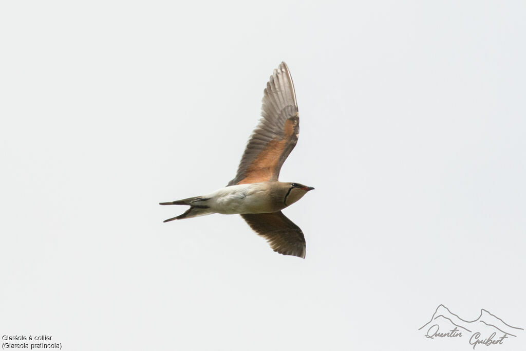 Collared Pratincole