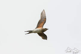 Collared Pratincole