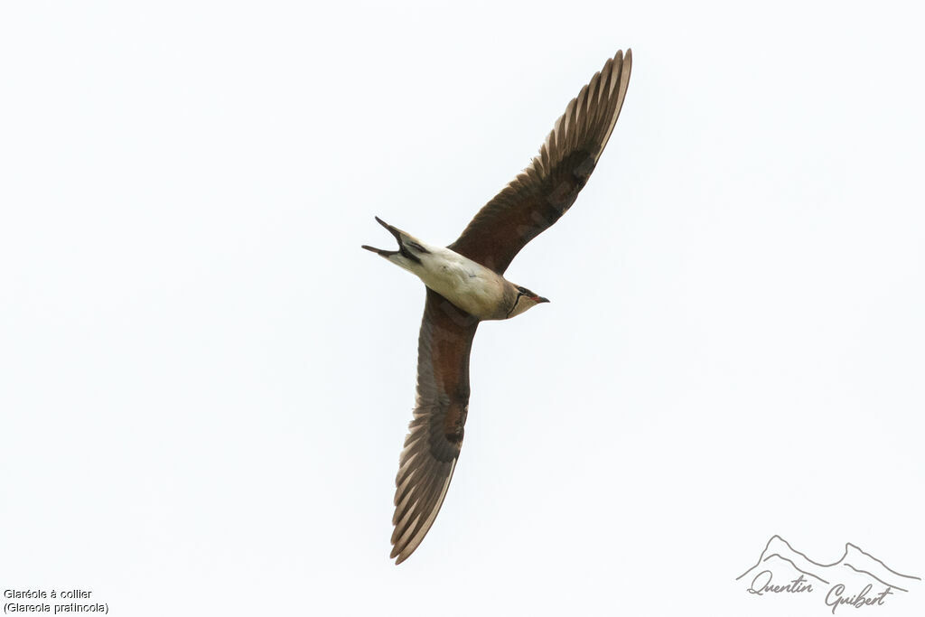 Collared Pratincoleadult breeding, identification, Flight