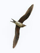 Collared Pratincole