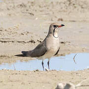 Collared Pratincole