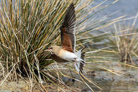 Collared Pratincole