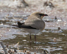 Collared Pratincole