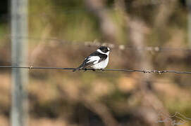 Collared Flycatcher