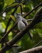 Ashy Flycatcher