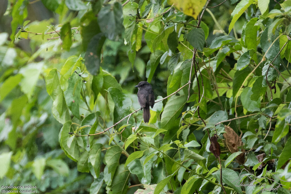 Dusky-blue Flycatcher