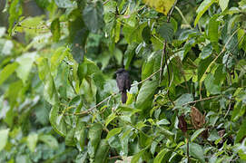 Dusky-blue Flycatcher