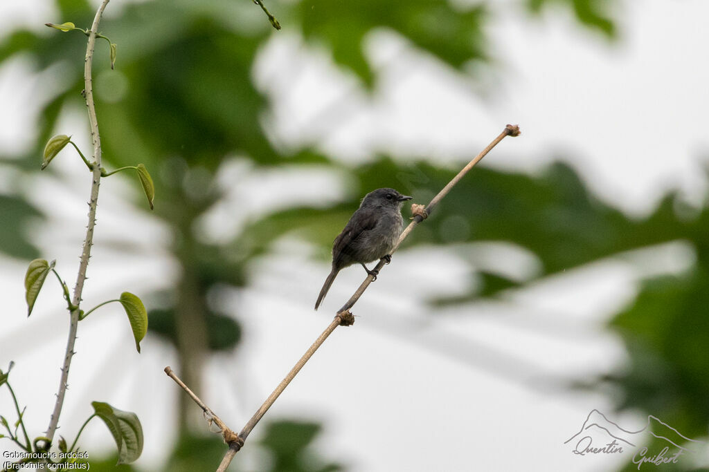 Dusky-blue Flycatcheradult breeding, identification