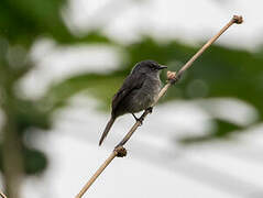 Dusky-blue Flycatcher