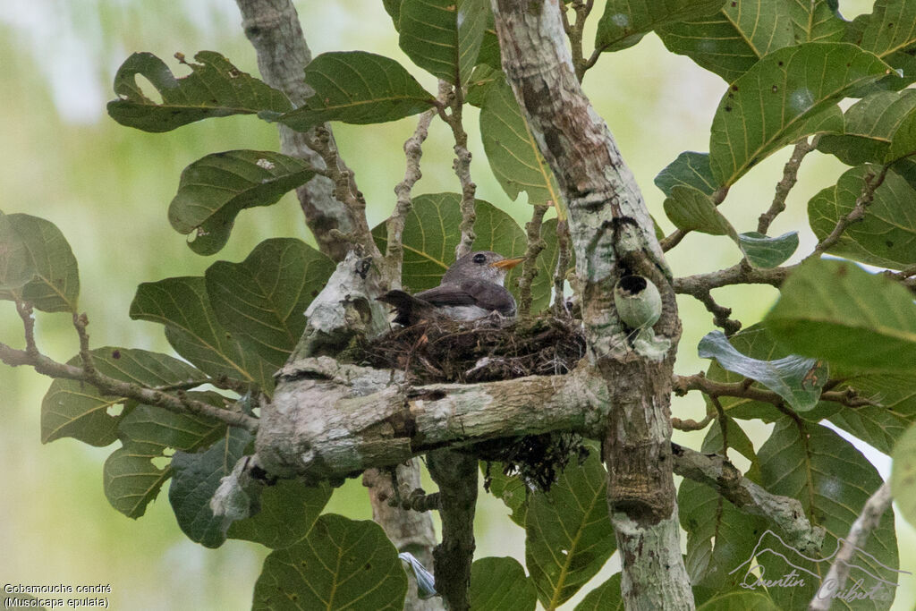 Little Grey Flycatcher