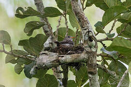 Little Grey Flycatcher