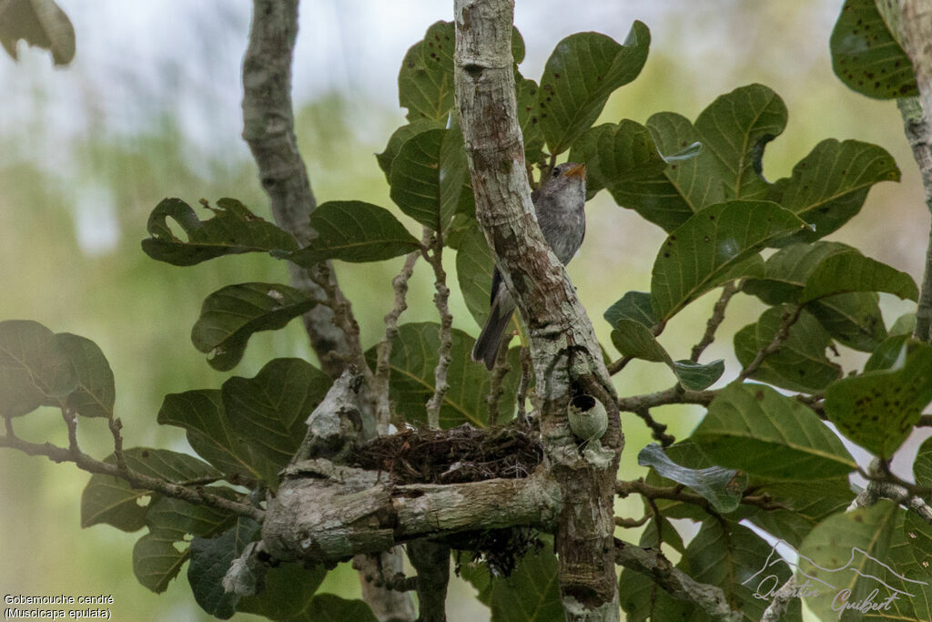 Little Grey Flycatcher