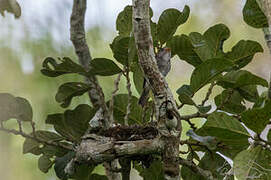 Little Grey Flycatcher