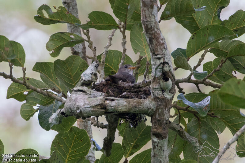 Little Grey Flycatcheradult, Reproduction-nesting
