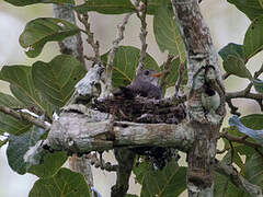 Little Grey Flycatcher