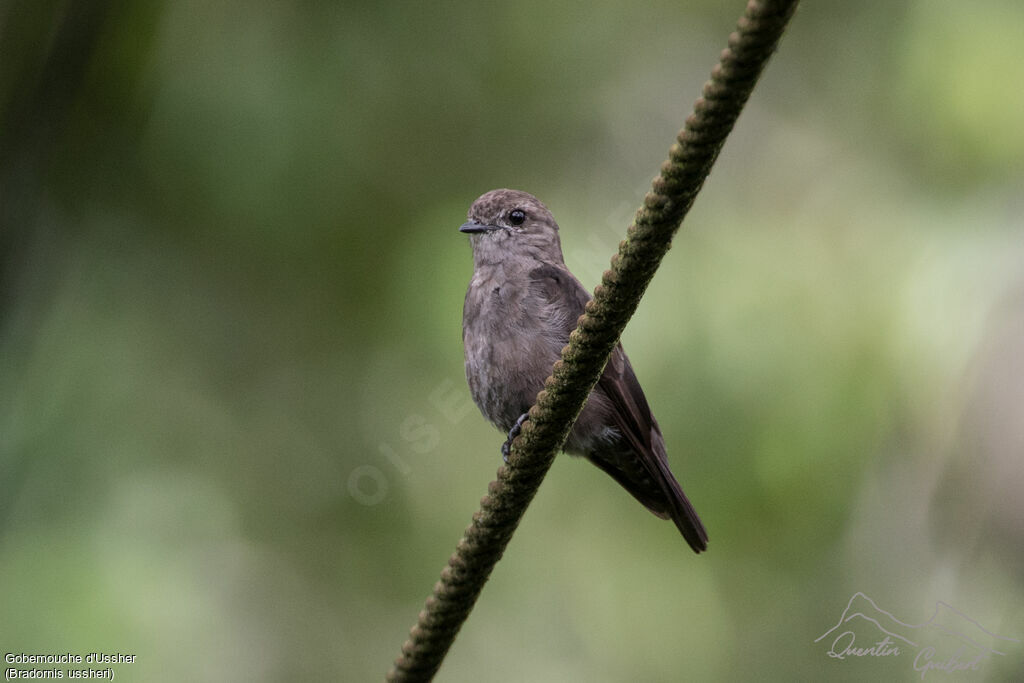 Ussher's Flycatcher