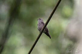 Ussher's Flycatcher