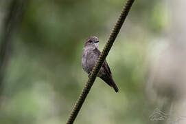 Ussher's Flycatcher