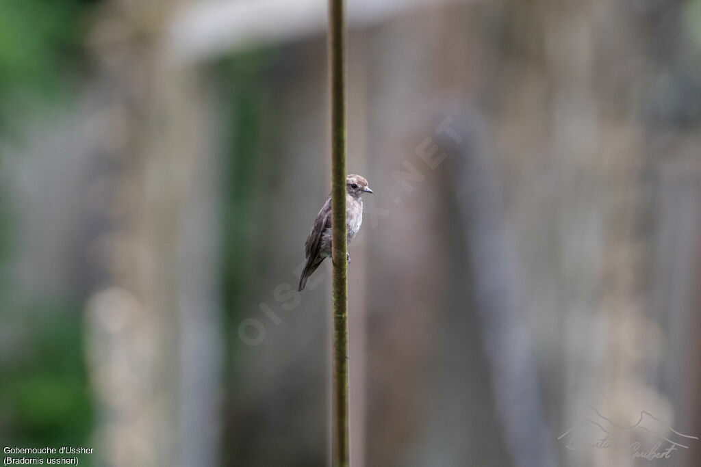 Ussher's Flycatcher