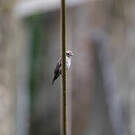 Gobemouche d'Ussher