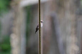 Ussher's Flycatcher