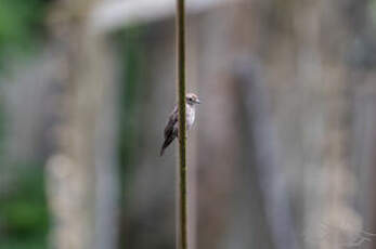 Gobemouche d'Ussher