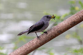 Cassin's Flycatcher