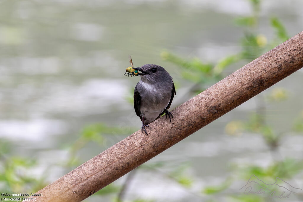 Cassin's Flycatcher