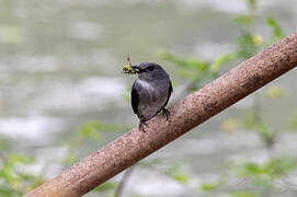 Cassin's Flycatcher