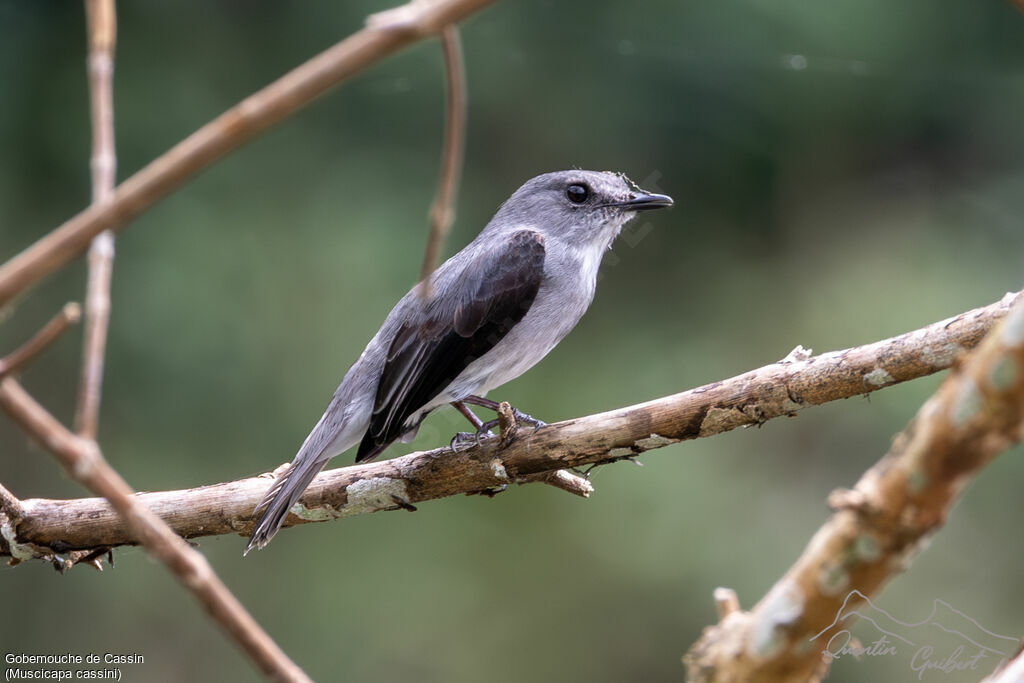 Cassin's Flycatcheradult, identification