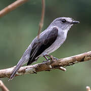 Cassin's Flycatcher