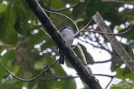 Tessmann's Flycatcher