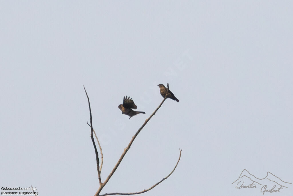 Sooty Flycatcher