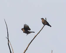 Sooty Flycatcher