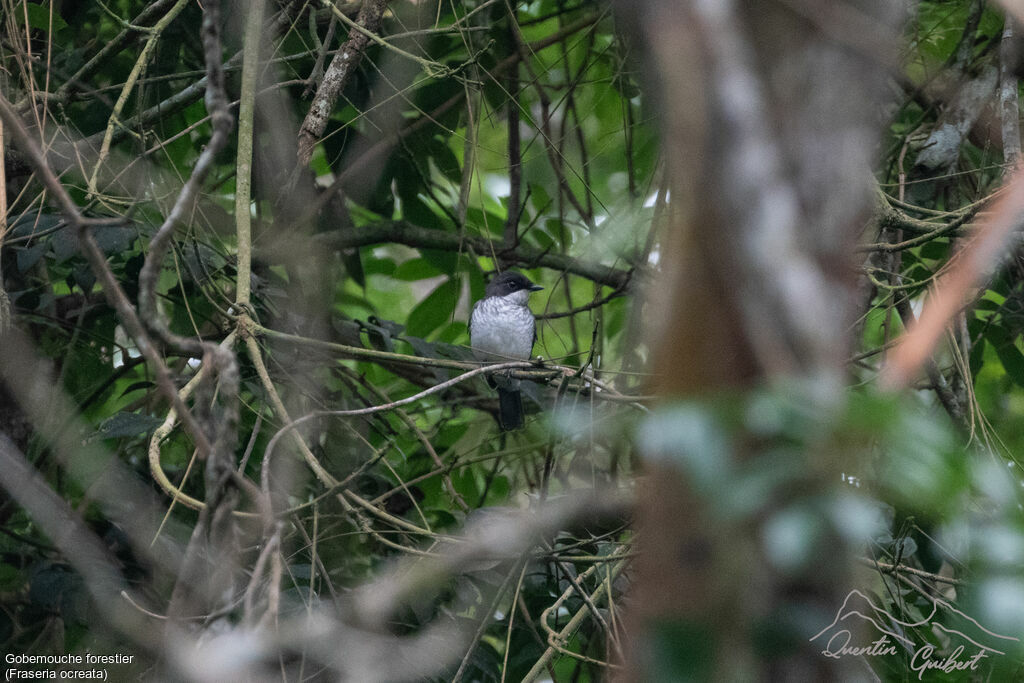 Fraser's Forest Flycatcher