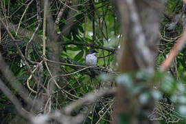 Fraser's Forest Flycatcher