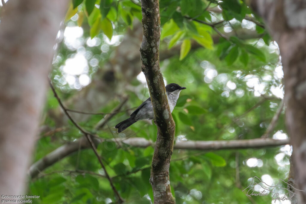 Gobemouche forestieradulte nuptial, identification