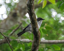 Fraser's Forest Flycatcher