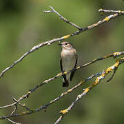 European Pied Flycatcher