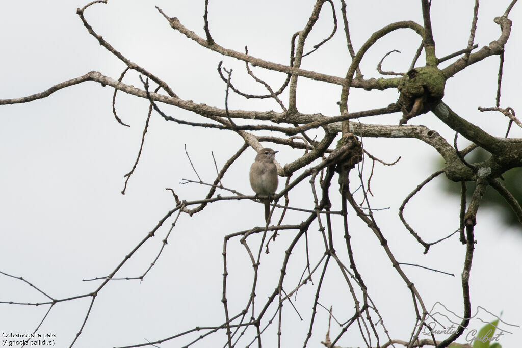 Gobemouche pâleadulte, identification