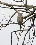 Pale Flycatcher