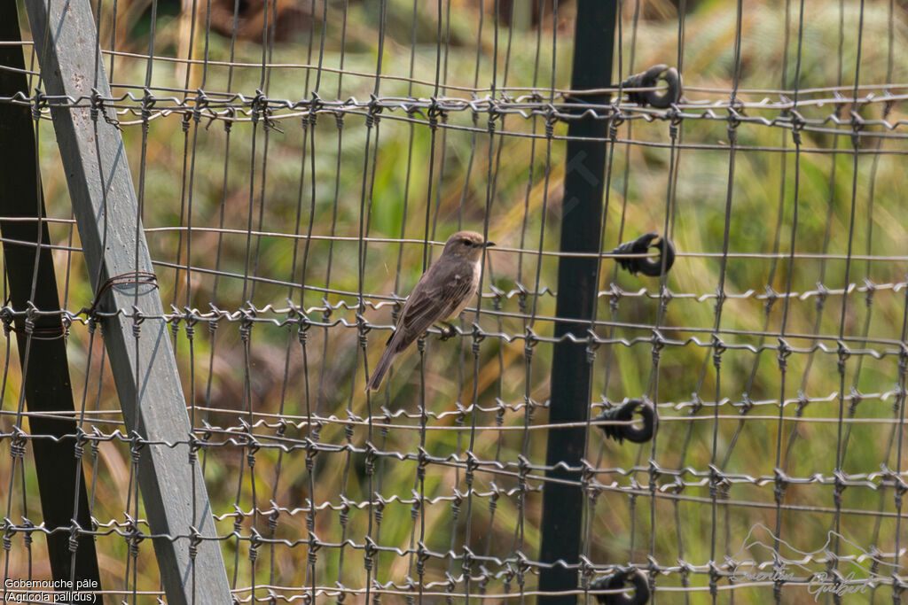 Pale Flycatcher