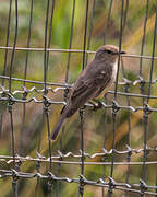 Pale Flycatcher