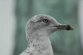 Ring-billed Gull