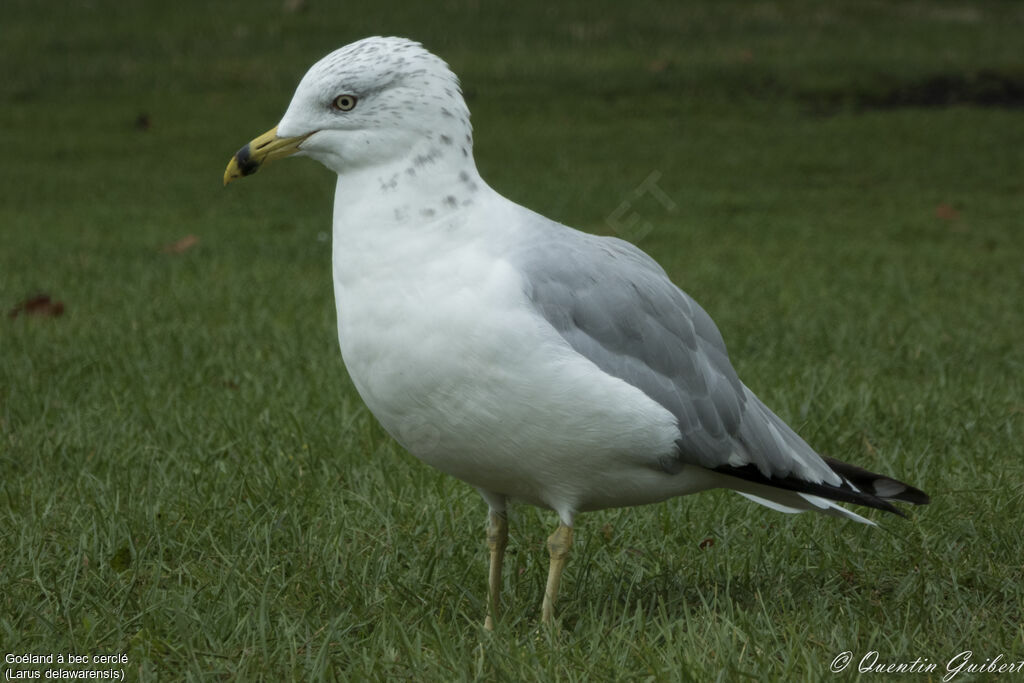 Ring-billed Gulladult post breeding, identification