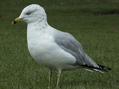 Ring-billed Gull